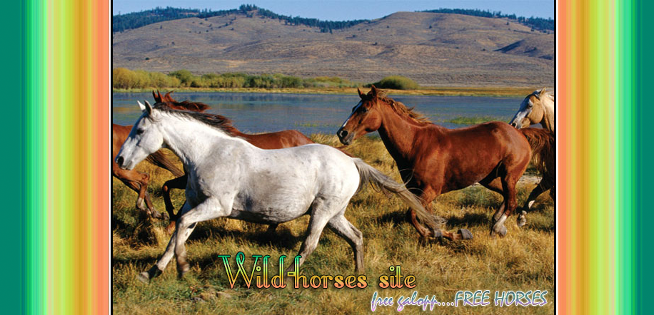 wildhorses01